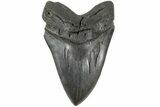 Massive, Fossil Megalodon Tooth - Foot Shark! #183612-2
